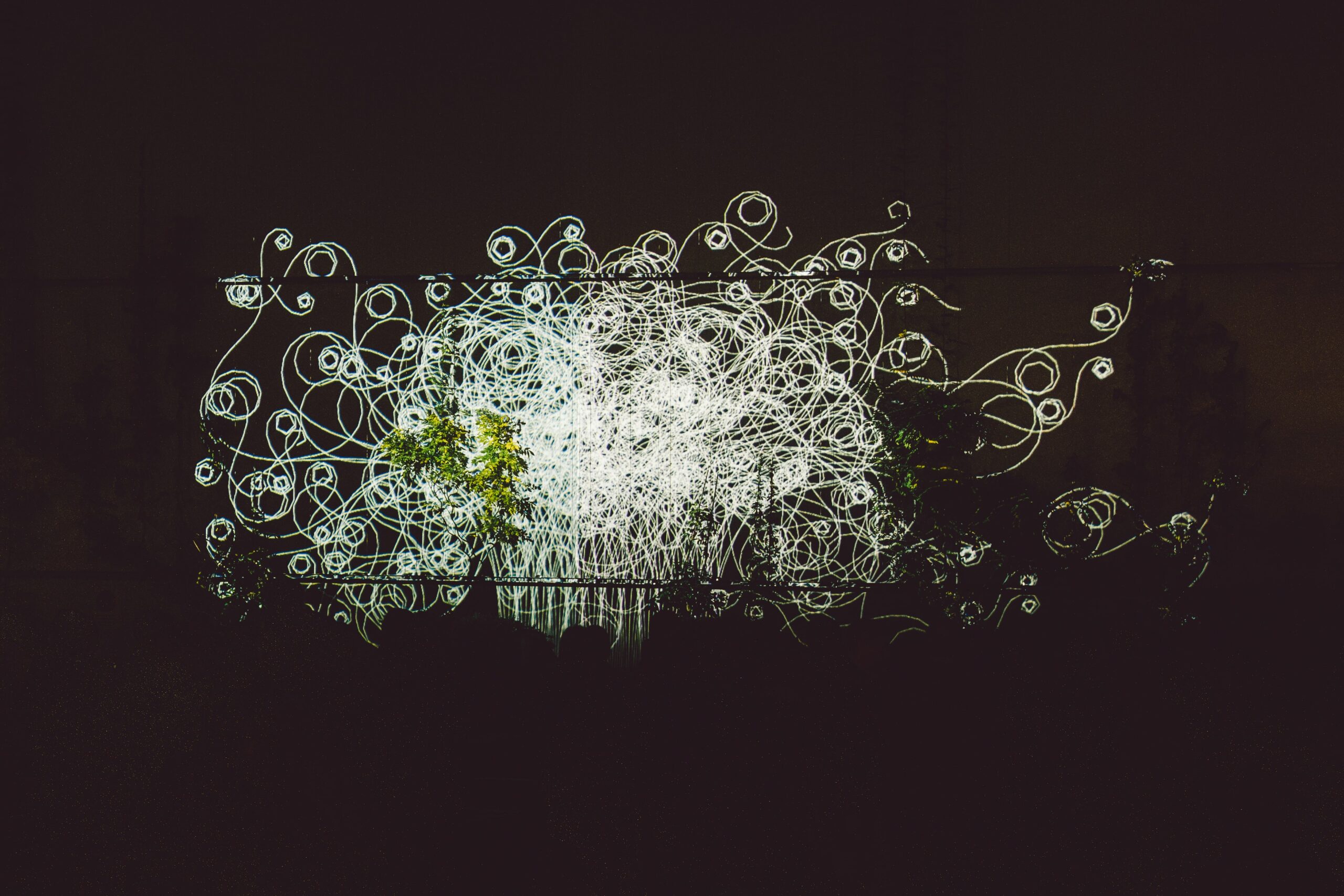 2024 Flora by Philipp Artus (c) Luke_Goodlife 2