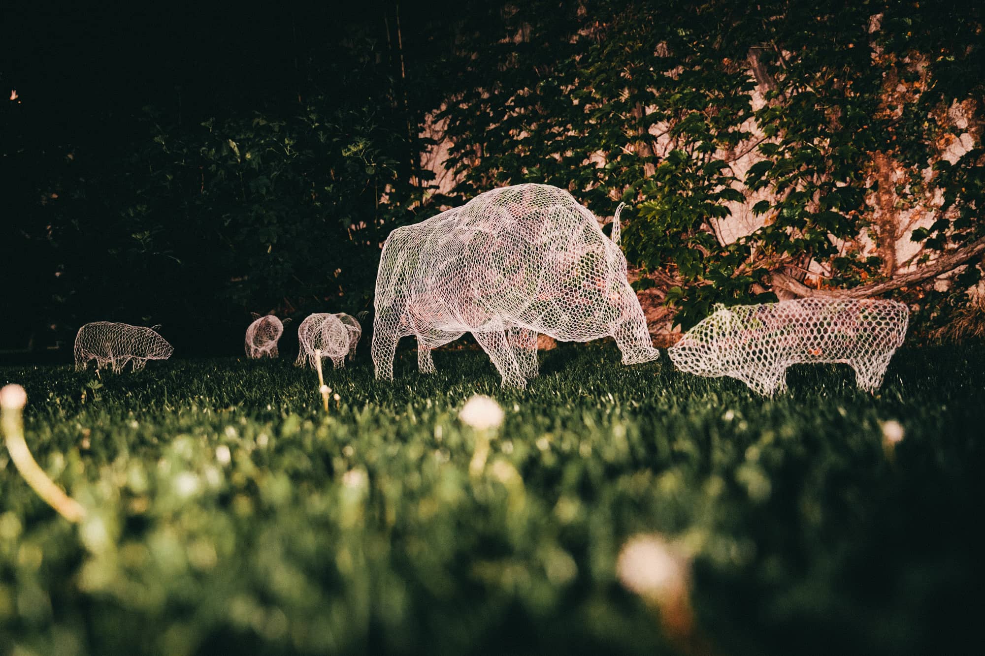 2017 Domestic and Wild by Katja Paternoster (c) Lupi Spuma 2