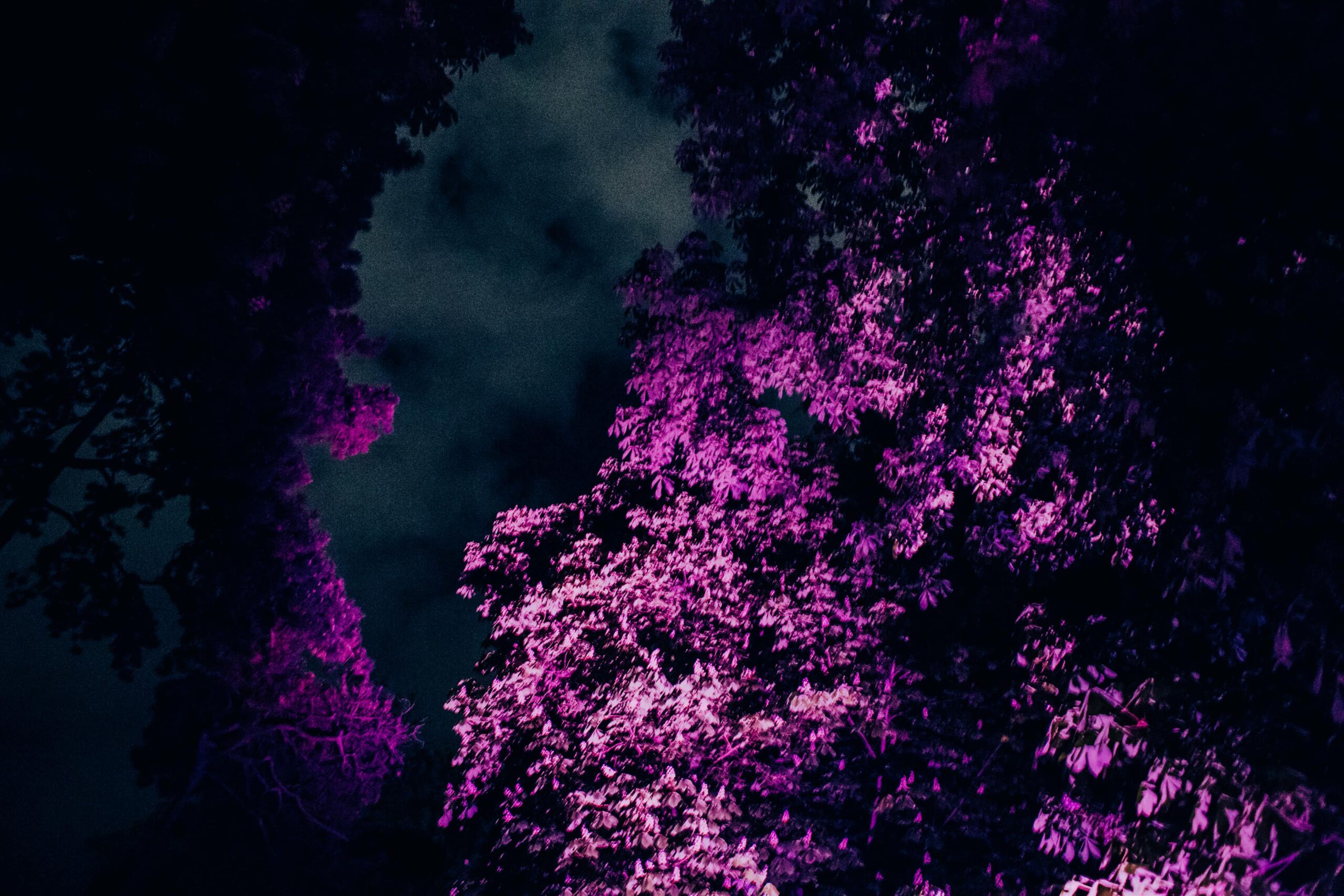 2017 ART by Studio Philip Ross (c) Lupi Spuma 1
